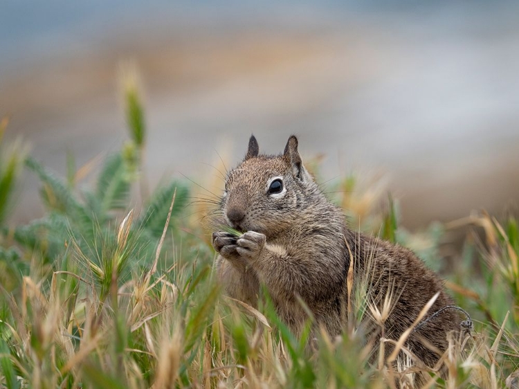 Picture of USA-CALIFORNIA. SQUIRREL IN FIELD