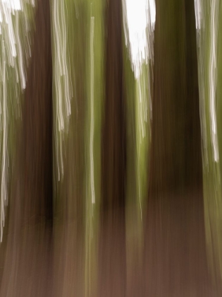 Picture of USA-CALIFORNIA. THREE REDWOOD TREE TRUNKS