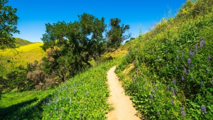 Picture of HIKER AND LUPINE IN HARMON CANYON PRESERVE-VENTURA-CALIFORNIA-USA (MR)