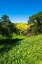 Picture of OAK TREES AND LUPINE IN HARMON CANYON PRESERVE-VENTURA-CALIFORNIA-USA