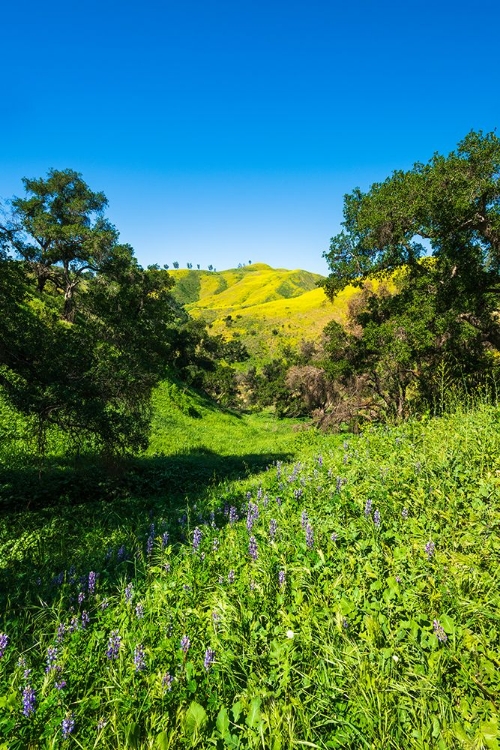 Picture of OAK TREES AND LUPINE IN HARMON CANYON PRESERVE-VENTURA-CALIFORNIA-USA