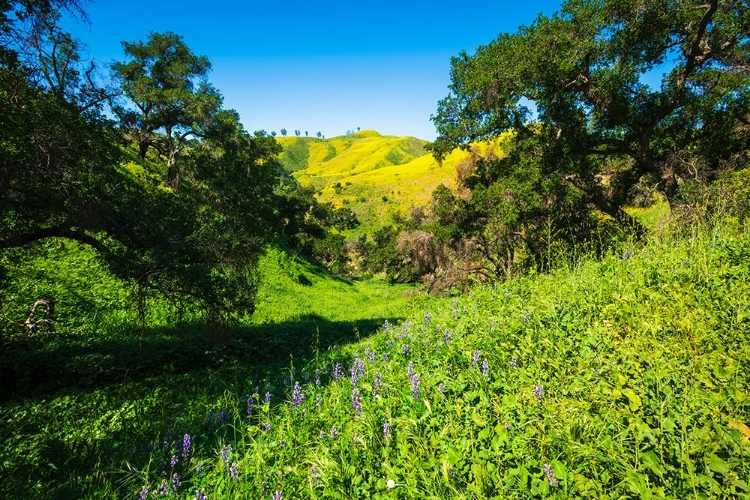 Picture of OAK TREES AND LUPINE IN HARMON CANYON PRESERVE-VENTURA-CALIFORNIA-USA