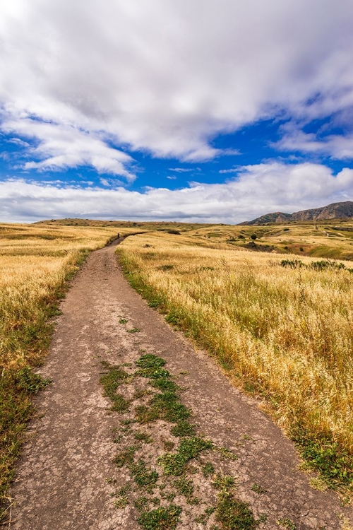 Picture of HIKER ON THE SMUGGLERS COVE TRAIL-SANTA CRUZ ISLAND-CHANNEL ISLANDS NATIONAL PARK-CALIFORNIA.