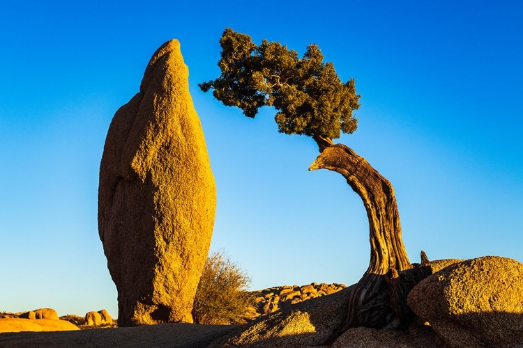 Picture of BALANCED ROCK AND JUNIPER-JOSHUA TREE NATIONAL PARK-CALIFORNIA-USA