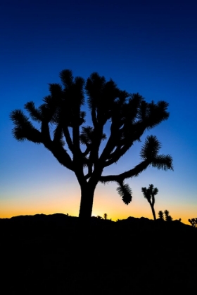 Picture of JOSHUA TREES AT SUNSET-JOSHUA TREE NATIONAL PARK-CALIFORNIA-USA
