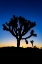 Picture of JOSHUA TREES AT SUNSET-JOSHUA TREE NATIONAL PARK-CALIFORNIA-USA