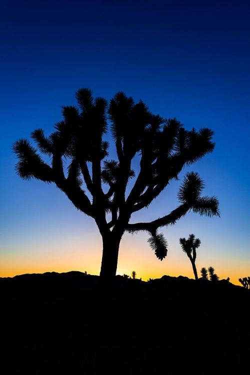 Picture of JOSHUA TREES AT SUNSET-JOSHUA TREE NATIONAL PARK-CALIFORNIA-USA