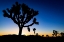 Picture of JOSHUA TREES AT SUNSET-JOSHUA TREE NATIONAL PARK-CALIFORNIA-USA