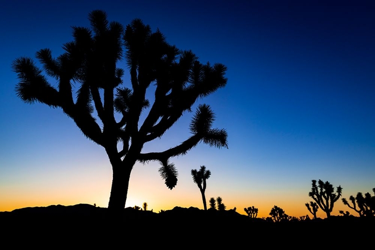 Picture of JOSHUA TREES AT SUNSET-JOSHUA TREE NATIONAL PARK-CALIFORNIA-USA