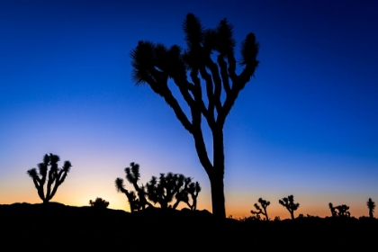 Picture of JOSHUA TREES AT SUNSET-JOSHUA TREE NATIONAL PARK-CALIFORNIA-USA