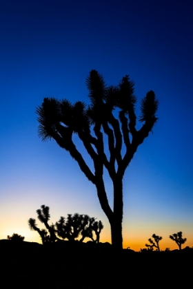 Picture of JOSHUA TREES AT SUNSET-JOSHUA TREE NATIONAL PARK-CALIFORNIA-USA