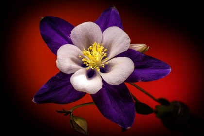 Picture of USA-COLORADO-FORT COLLINS. DOMESTIC COLUMBINE FLOWER CLOSE-UP.