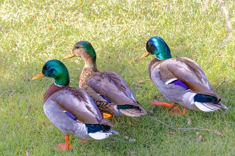 Picture of USA-COLORADO-FORT COLLINS. THREE MALLARD DRAKES IN GRASS.