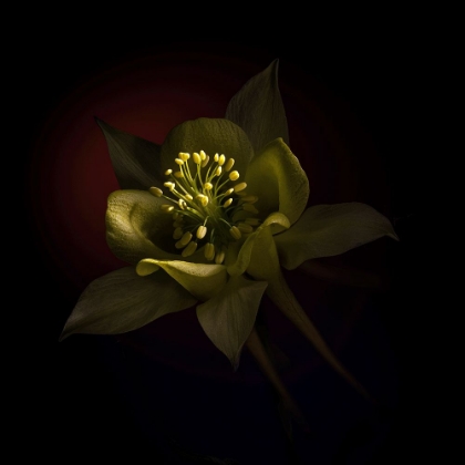 Picture of USA-COLORADO-FORT COLLINS. DOMESTIC COLUMBINE FLOWER CLOSE-UP.