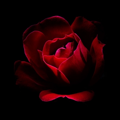 Picture of USA-COLORADO-FORT COLLINS. RED ROSE FLOWER CLOSE-UP.