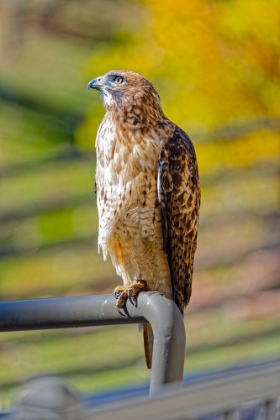 Picture of USA-COLORADO-FORT COLLINS. RED-TAILED HAWK CLOSE-UP.