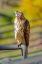Picture of USA-COLORADO-FORT COLLINS. RED-TAILED HAWK CLOSE-UP.