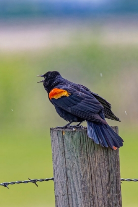 Picture of USA-COLORADO-FORT COLLINS. MALE RED-WINGED BLACKBIRD CALLING FOR A MATE.