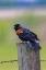 Picture of USA-COLORADO-FORT COLLINS. MALE RED-WINGED BLACKBIRD CALLING FOR A MATE.