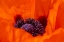 Picture of USA-COLORADO-FORT COLLINS. ORANGE TULIP CLOSE-UP.