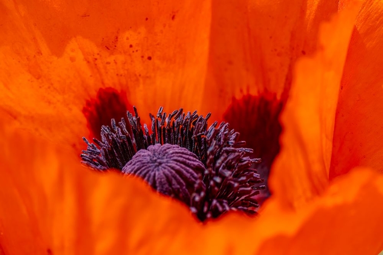 Picture of USA-COLORADO-FORT COLLINS. ORANGE TULIP CLOSE-UP.