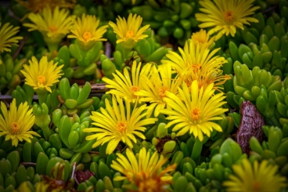 Picture of USA-COLORADO-FORT COLLINS. FLOWERING AFRICAN SUCCULENT FLOWERS.