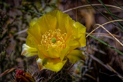Picture of USA-COLORADO-YOUNG GULCH. YELLOW PRICKLY PEAR CACTUS FLOWER CLOSE-UP.
