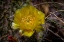 Picture of USA-COLORADO-YOUNG GULCH. YELLOW PRICKLY PEAR CACTUS FLOWER CLOSE-UP.