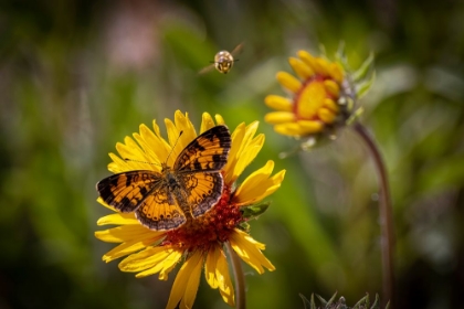 Picture of USA-COLORADO-YOUNG GULCH. GREAT SPANGLED FRITILLARY BUTTERFLY AND BEE.
