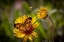 Picture of USA-COLORADO-YOUNG GULCH. GREAT SPANGLED FRITILLARY BUTTERFLY AND BEE.