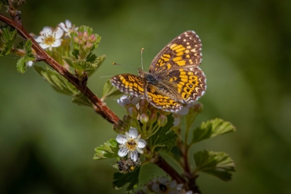 Picture of USA-COLORADO-YOUNG GULCH. GREAT SPANGLED FRITILLARY BUTTERFLY ON FLOWER BUDS.