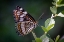 Picture of USA-COLORADO-YOUNG GULCH. WEIDEMEYERS ADMIRAL BUTTERFLY CLOSE-UP