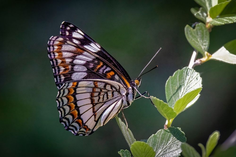 Picture of USA-COLORADO-YOUNG GULCH. WEIDEMEYERS ADMIRAL BUTTERFLY CLOSE-UP