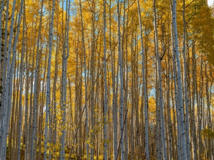 Picture of WALL OF ASPEN TREES IN BEAVER CREEK-COLORADO-USA