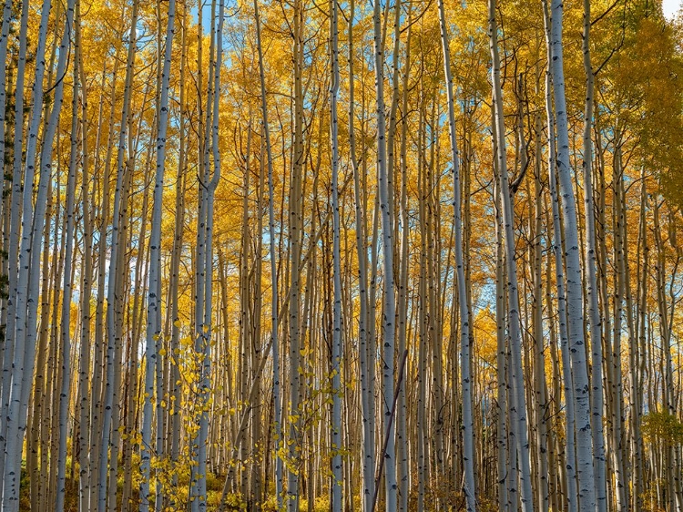 Picture of WALL OF ASPEN TREES IN BEAVER CREEK-COLORADO-USA