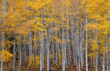Picture of LEAVES AND TREE TRUNKS CREATE AN ASPEN WALL OF TEXTURE-COLORADO-USA.