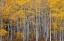 Picture of LEAVES AND TREE TRUNKS CREATE AN ASPEN WALL OF TEXTURE-COLORADO-USA.