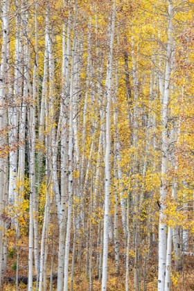 Picture of LEAVES AND TREE TRUNKS CREATE AN ASPEN WALL OF TEXTURE-COLORADO-USA.