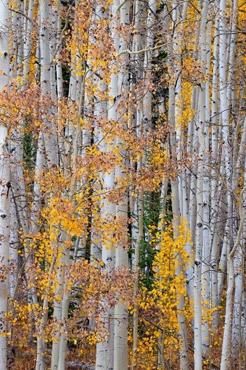 Picture of ASPEN PATTERNS IN COLORADO-USA.