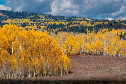 Picture of FALL ASPENS AND CONIFERS CREATE A MEDLEY ON THIS COLORADO HILLSIDE-COLORADO.