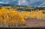 Picture of FALL ASPENS AND CONIFERS CREATE A MEDLEY ON THIS COLORADO HILLSIDE-COLORADO.