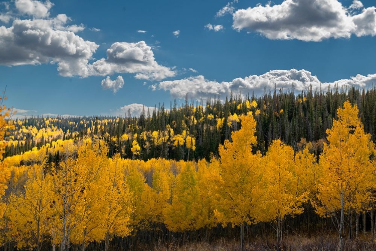 Picture of FALL ASPENS AND CONIFERS CREATE A MEDLEY ON THIS COLORADO HILLSIDE-COLORADO.