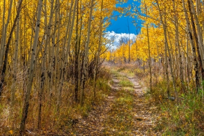 Picture of ROADWAY ENTICES EXPLORERS THROUGH AN ASPEN FOREST-COLORADO-WALDEN-USA.