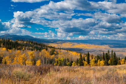 Picture of ASPENS GO ON FOR MILES AND MILES FROM THIS VANTAGE POINT IN THE ROCKIES-COLORADO-USA.