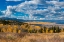 Picture of ASPENS GO ON FOR MILES AND MILES FROM THIS VANTAGE POINT IN THE ROCKIES-COLORADO-USA.