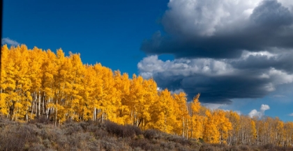 Picture of FALL ASPENS GLOWING BRILLIANTLY IN COLORADO-WALDEN-USA.