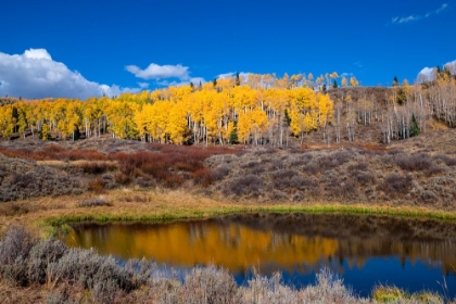 Picture of ASPENS GLOW ABOVE A POND ON THIS HILLSIDE IN THE ROCKY MOUNTAINS-COLORADO-USA