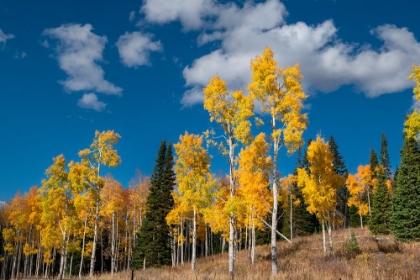 Picture of AUTUMN ASPENS STAND PROUD IN COLORADO-WALDEN-USA.