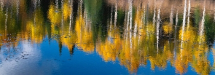Picture of ASPEN TREES REFLECT IN FALL. ROCKY MOUNTAINS-COLORADO-USA.