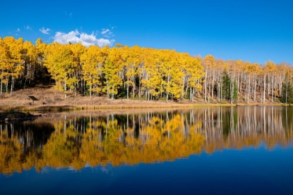 Picture of DIAMOND POND REFLECTS A STAND OF ASPENS-IN COLORADO-WALDEN-USA.